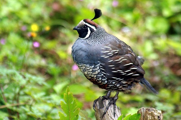 Птичий двор "Золотые пёрышки". Всё о перепелах - Страница 6 California-quail-sometime-called-partridge