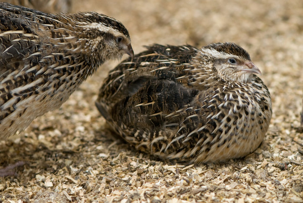 Птичий двор "Золотые пёрышки". Всё о перепелах - Страница 6 Common_quail